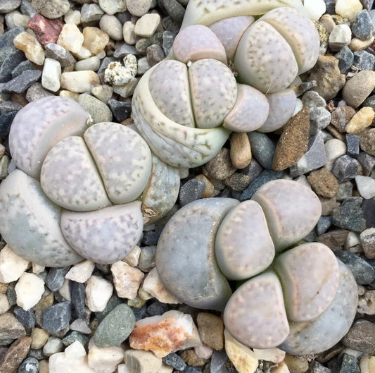Lithops amicorum succulent with rounded, pebble-like gray and beige leaves on gravel