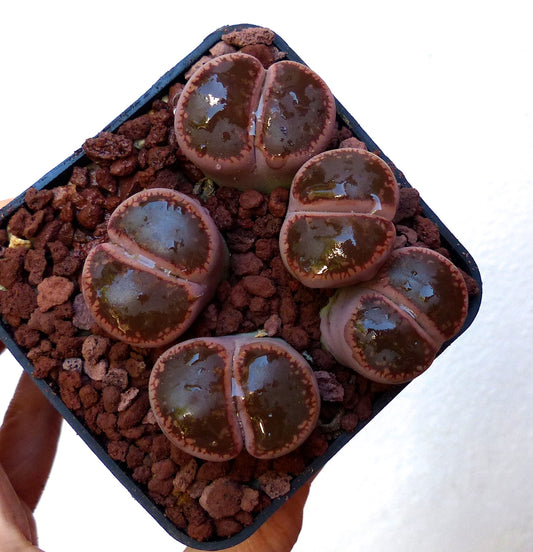 Lithops aucampiae v aucampiae C173 SEEDS