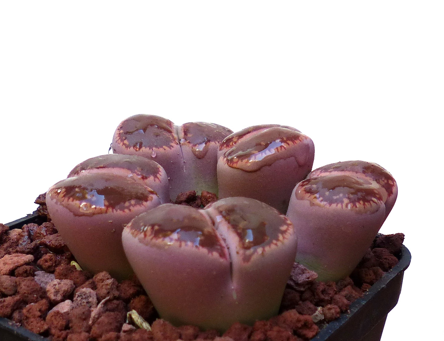 Lithops aucampiae v aucampiae C173 SEEDS