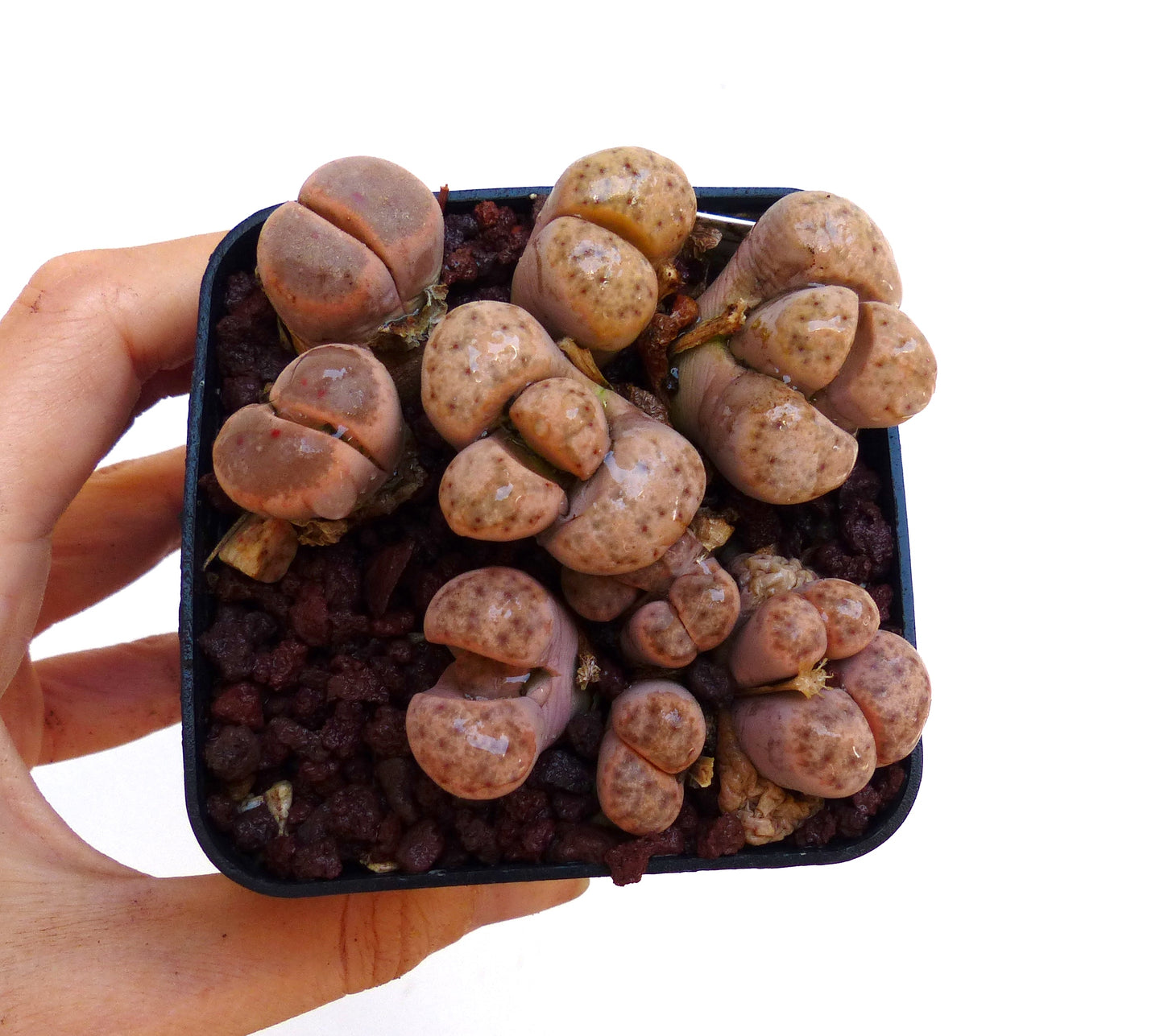 Lithops dinteri ssp frederici C180 SEEDS