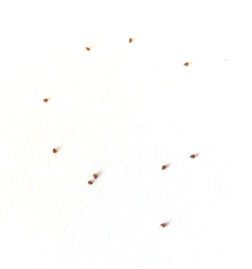 Lithops dinteri ssp frederici zeldzame vetplantzaden op witte achtergrond