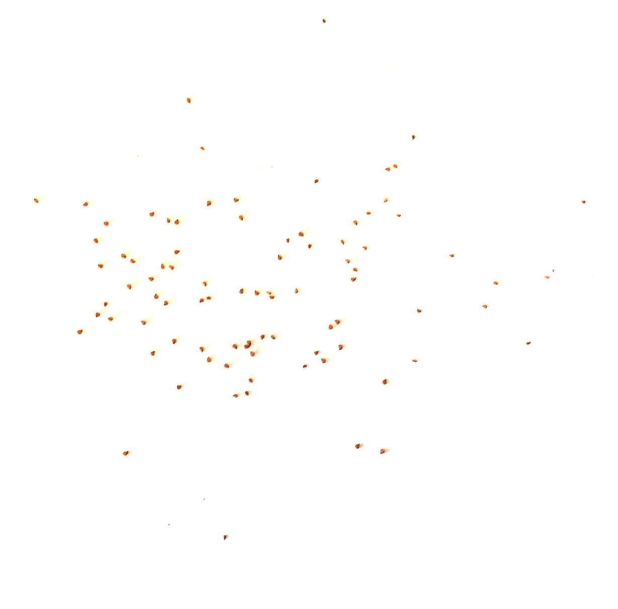 Lithops dinteri ssp frederici kleine succulente zaden op witte achtergrond