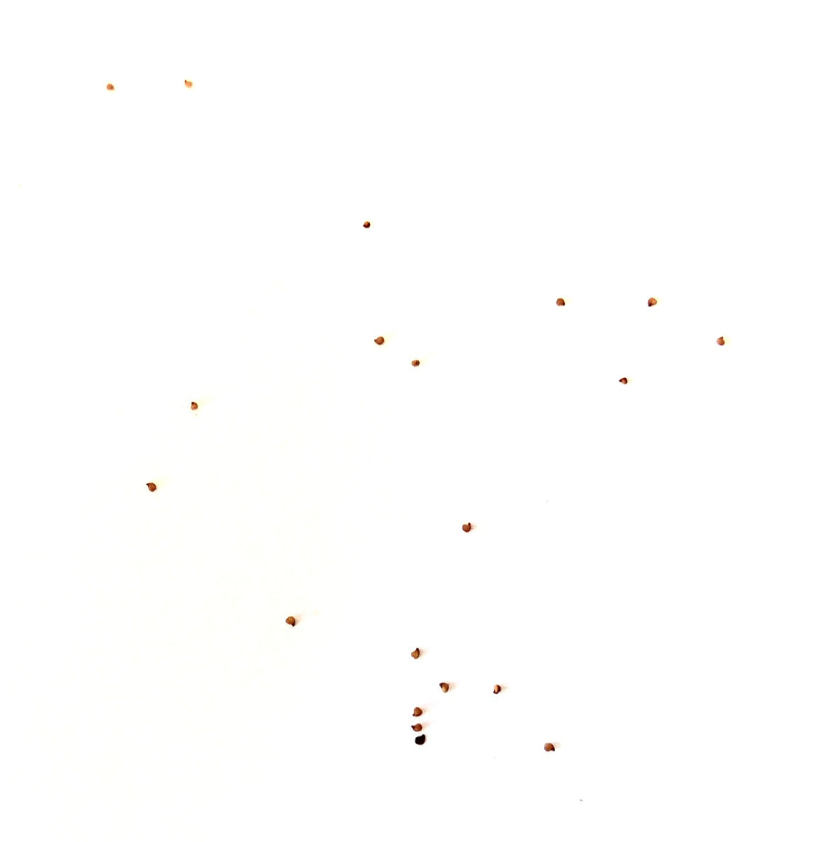 Lithops dinteri v. brevis kleine vetplantenzaden verspreid op witte achtergrond