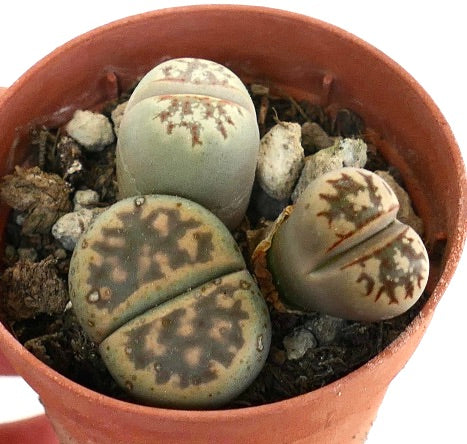 Lithops dorotheae succulent with rounded, patterned leaves in terracotta pot