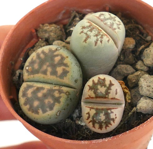 Lithops dorotheae rare succulent with patterned split leaves in terracotta pot