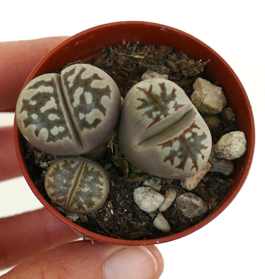 Lithops dorotheae succulent with patterned gray-green leaves and unique fissures in small pot