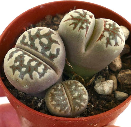 Lithops dorotheae succulent with heart-shaped, patterned leaves in a small pot