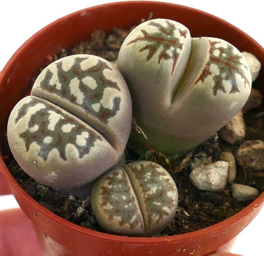 Lithops dorotheae succulent with heart-shaped, patterned leaves in a small pot