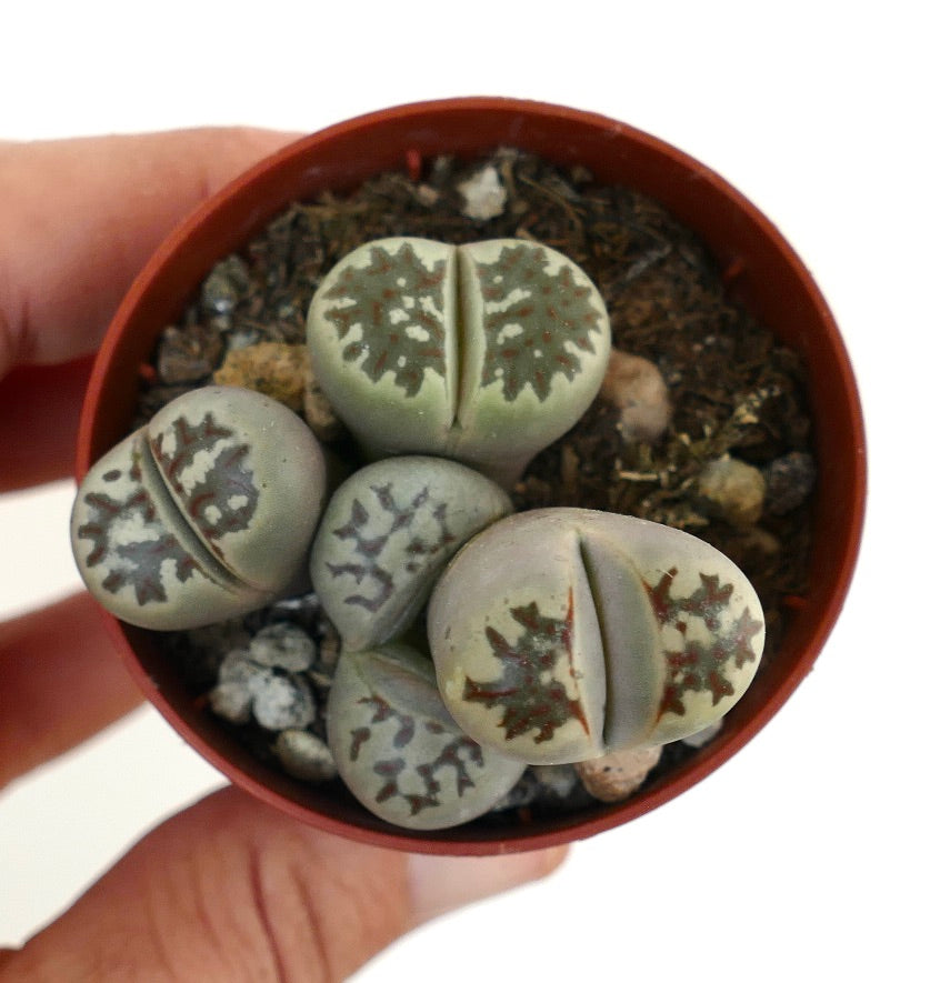 Lithops dorotheae succulent with gray-green paired leaves and intricate brown patterns in small pot