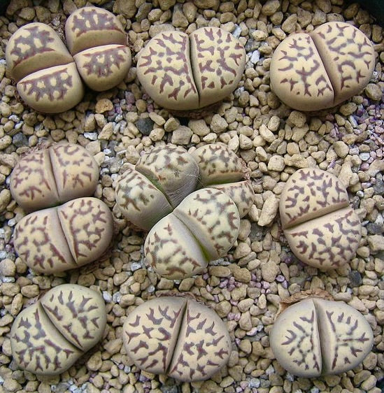 Lithops dorotheae C124 SEEDS