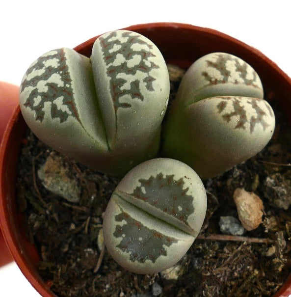 Lithops dorotheae succulent stones with gray-green patterned, rounded leaves in soil
