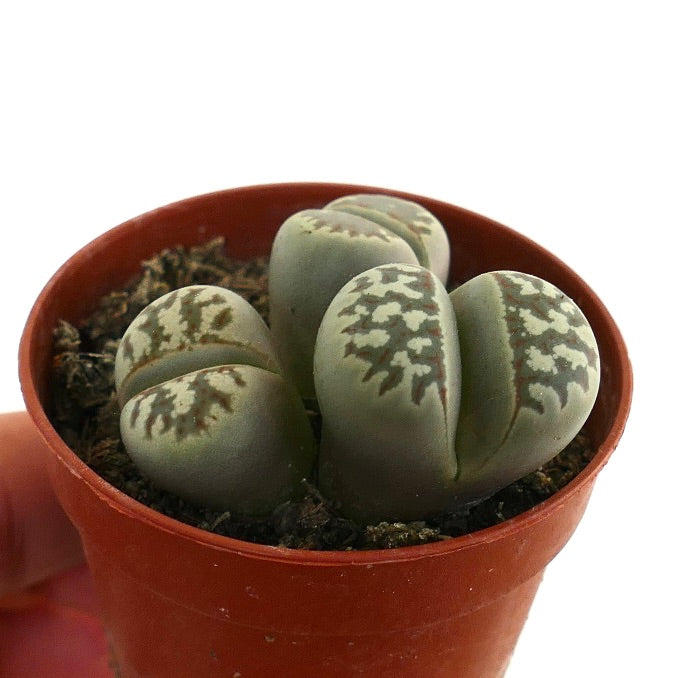 Lithops dorotheae succulent with rounded stone-like leaves and intricate brown patterns