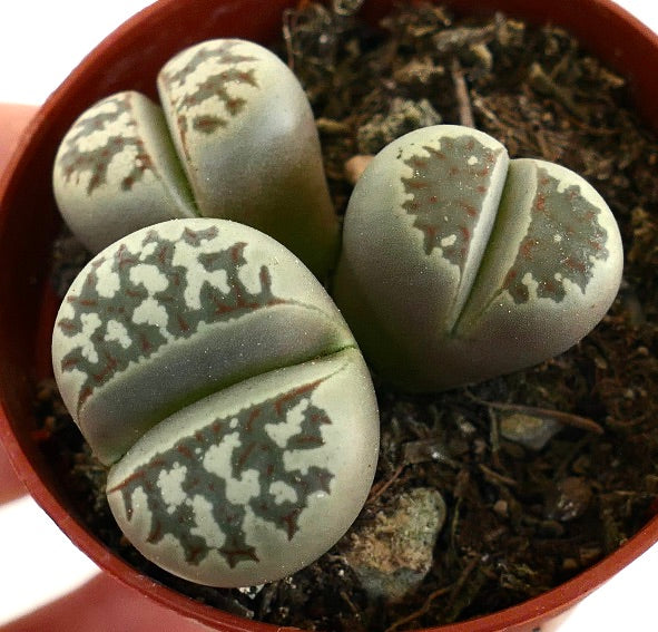 Lithops dorotheae succulent stones with gray-green patterned leaves in pot