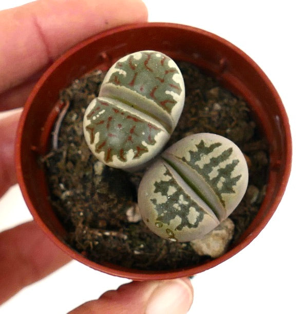 Lithops dorotheae succulent pair with patterned gray-green leaves in small pot