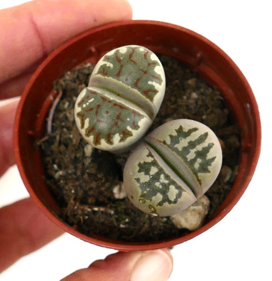 Lithops dorotheae succulent pair with patterned gray-green leaves in small pot