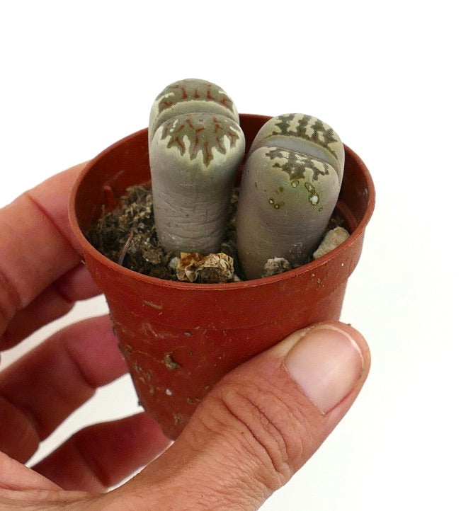 Lithops dorotheae succulent pair with unique patterned tops in small brown pot