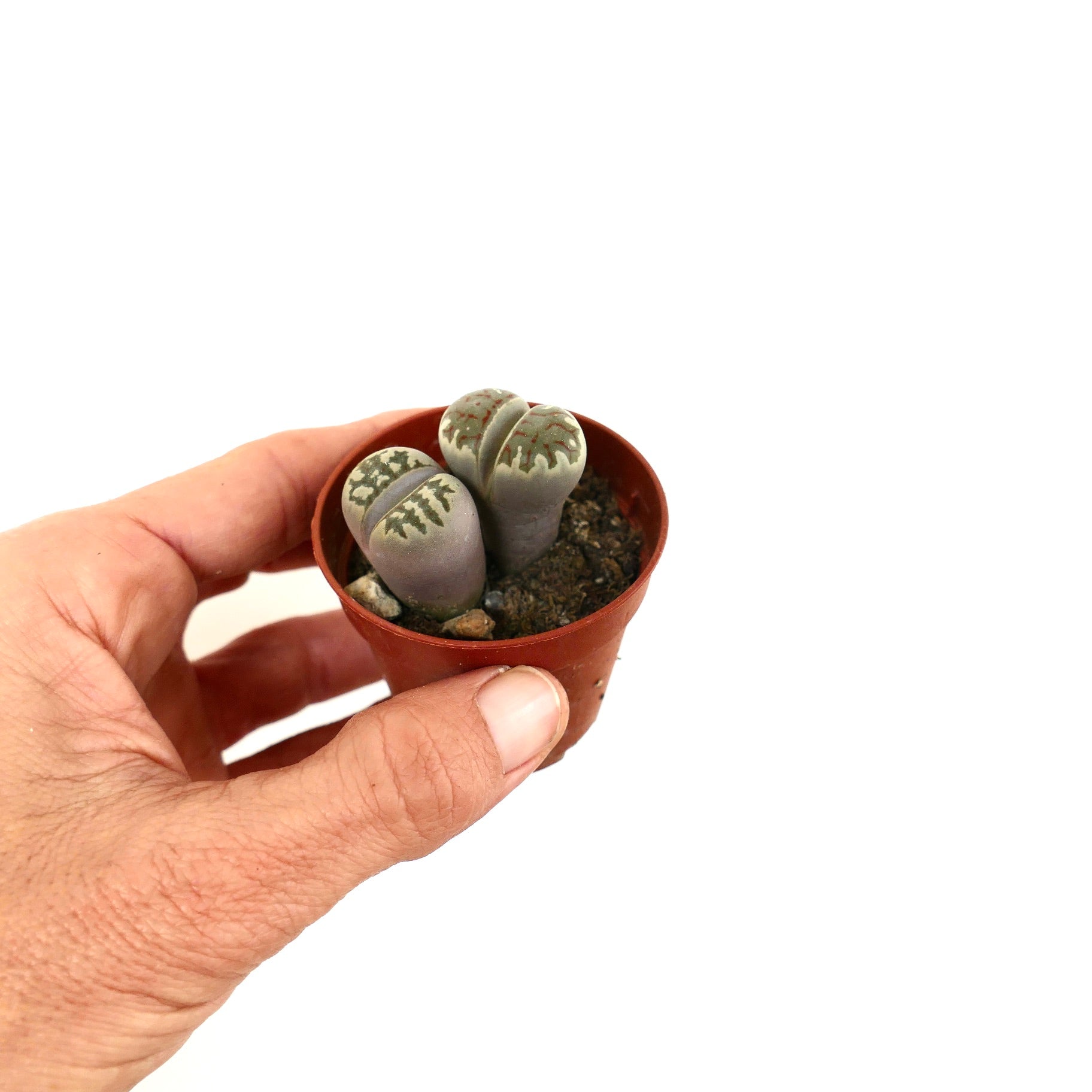 Lithops dorotheae succulent pair with rounded, gray-green bodies and intricate top patterns in small pot