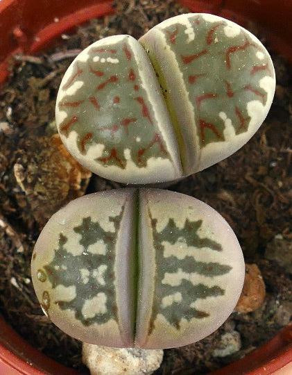 Lithops dorotheae succulent with unique patterned, fleshy paired leaves in a small pot