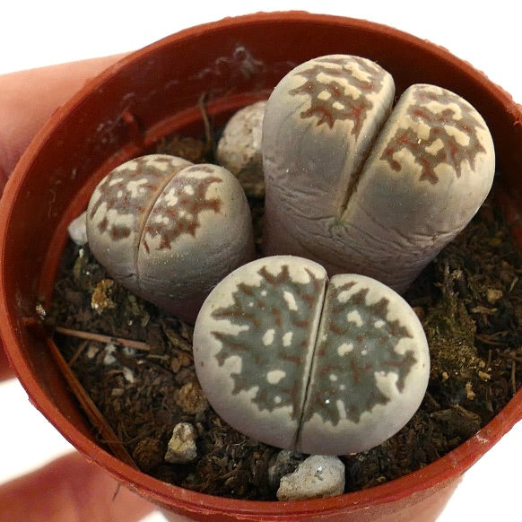 Lithops dorotheae succulent with grayish-beige paired leaves and intricate brown markings