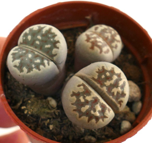 Lithops dorotheae succulent with grayish rounded leaves and intricate brown patterns