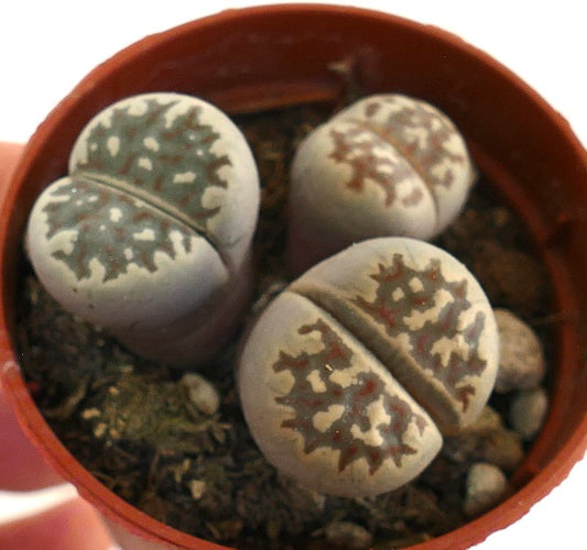 Lithops dorotheae succulent with grayish rounded leaves and intricate brown patterns
