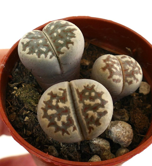Lithops dorotheae rare succulent with patterned gray-green leaves in small pot