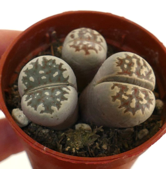 Lithops dorotheae succulent with rounded gray-green bodies and intricate brown patterns in small pot