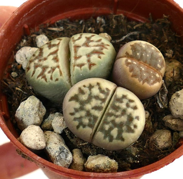 Lithops dorotheae succulent with rounded, patterned leaves in small pot