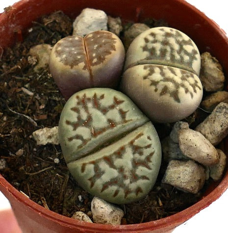 Lithops dorotheae succulent with patterned, rounded, split-leaf stones in earthy tones