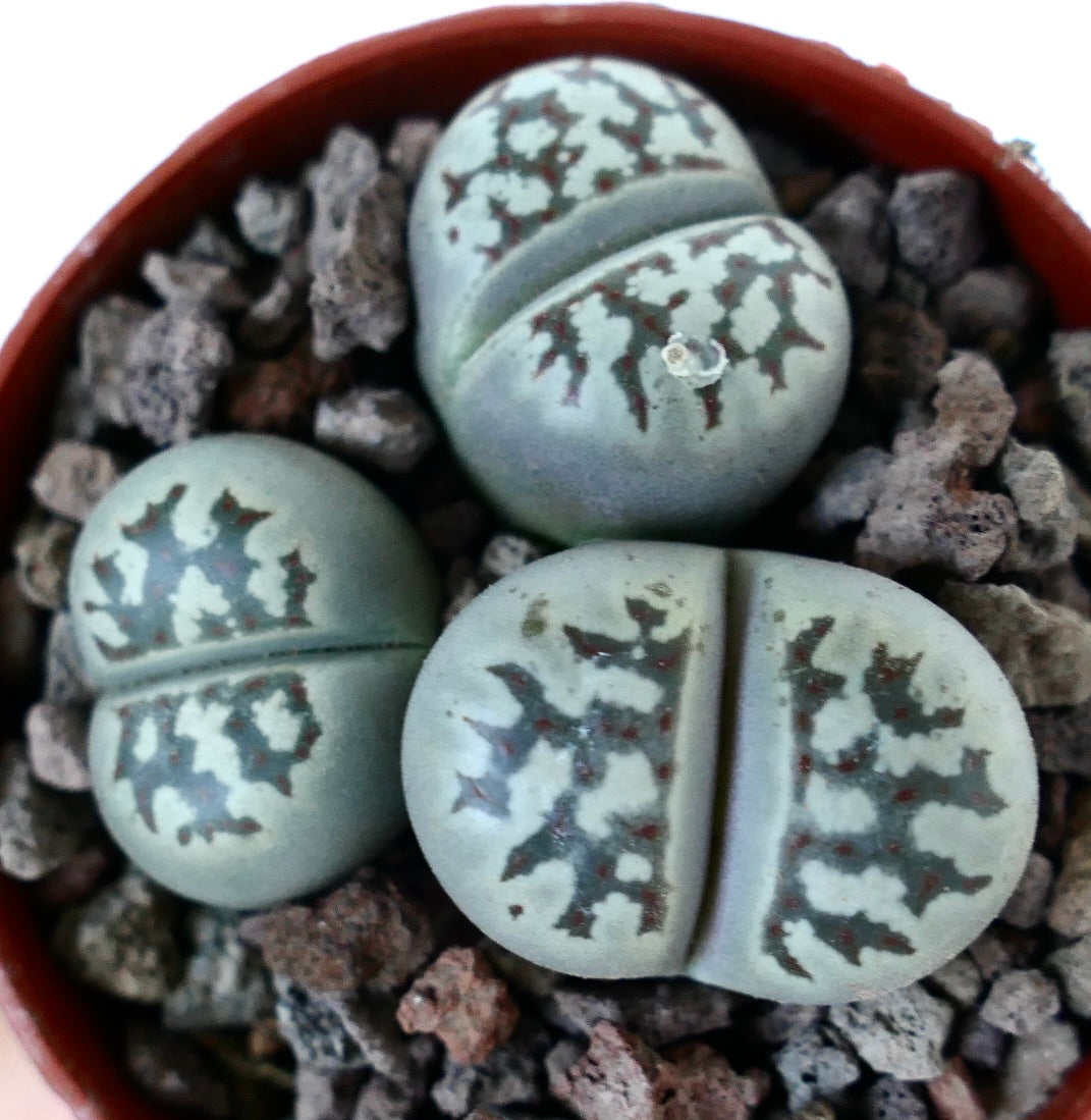 Lithops dorotheae succulent with gray-green paired leaves and intricate dark markings
