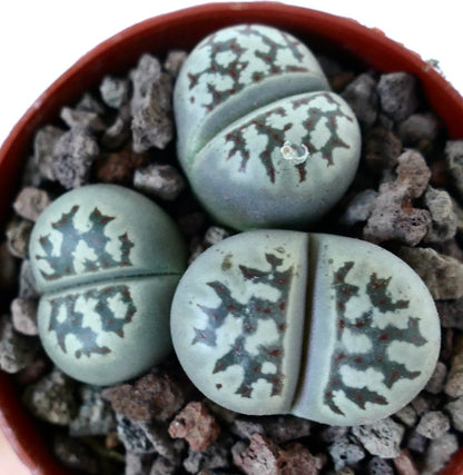 Lithops dorotheae succulent with gray-green paired leaves and intricate dark markings