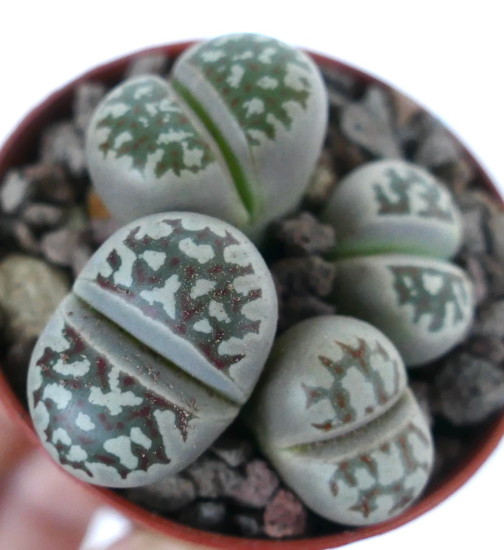 Lithops dorotheae succulent with rounded gray-green leaves and intricate brown patterns