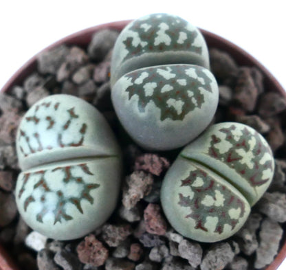 Lithops dorotheae succulent with gray-green paired leaves and intricate dark patterned markings