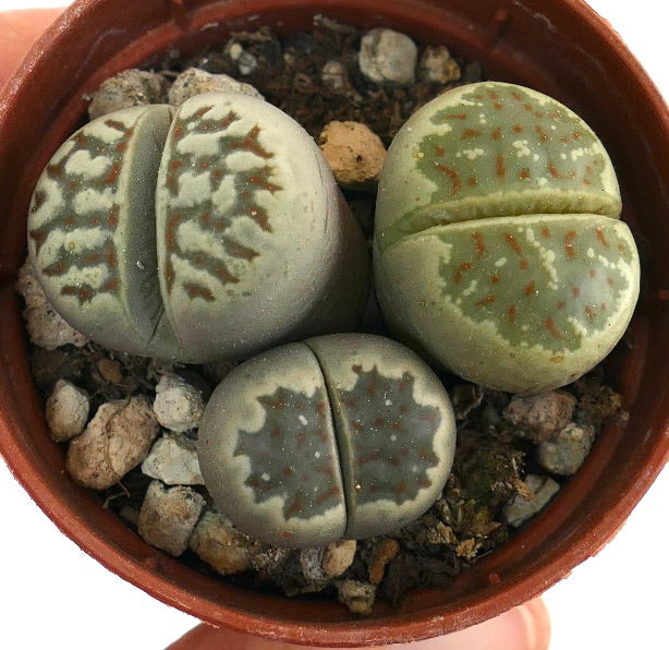 Lithops dorotheae succulent stone plant with green and brown patterned leaves in pot