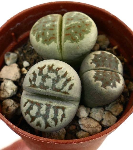 Lithops dorotheae succulent plants with green and brown patterned rounded leaves in pot