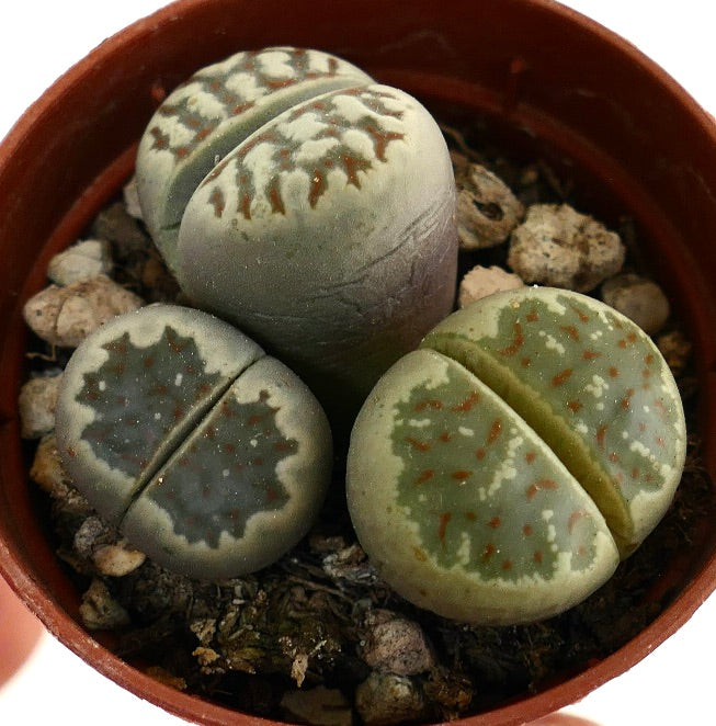 Lithops dorotheae succulent with patterned green and brown split leaves in pot