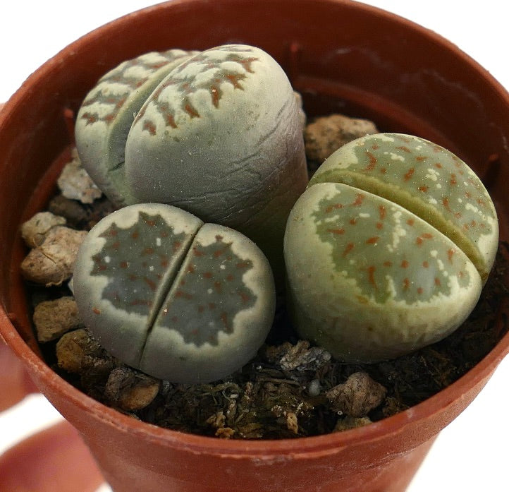 Lithops dorotheae succulent plants with rounded, split, patterned gray-green leaves in pot