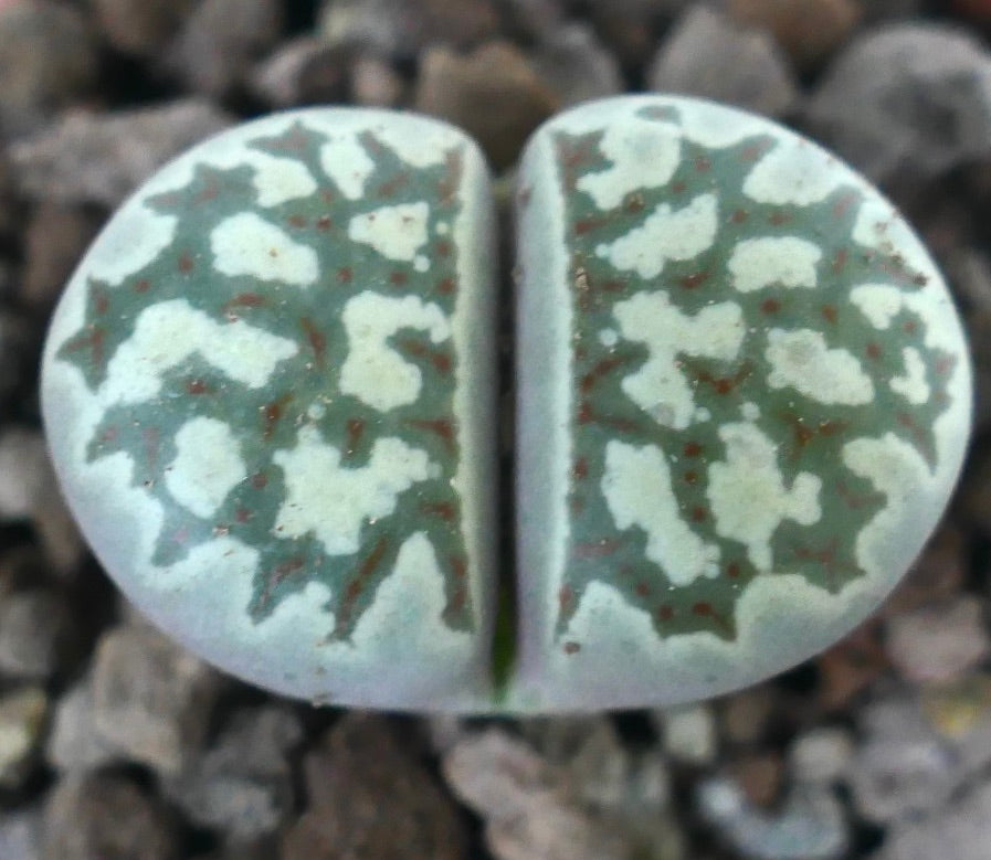 Lithops dorotheae succulent with green and white patterned rounded leaves in gravel