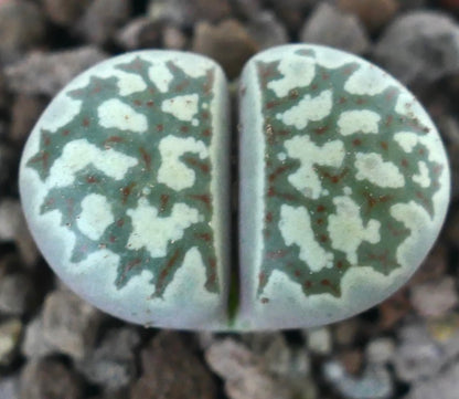 Lithops dorotheae succulent with green and white patterned rounded leaves in gravel