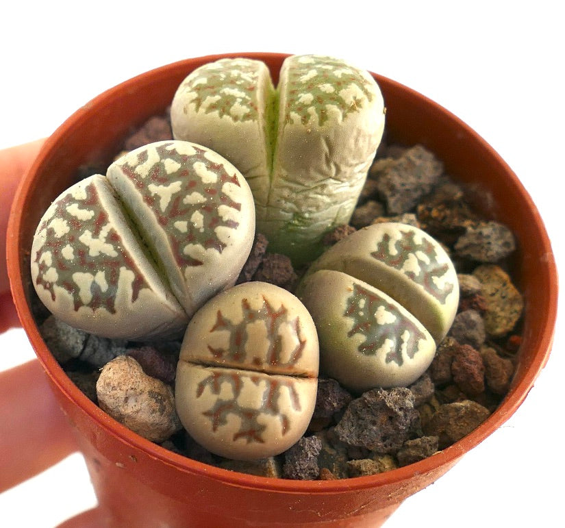Lithops dorotheae succulent with beige and green patterned stone-like leaves in pot