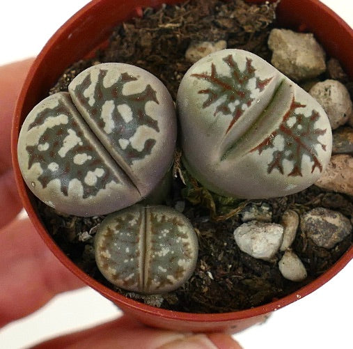 Lithops dorotheae succulent with rounded gray-green leaves and intricate brown markings