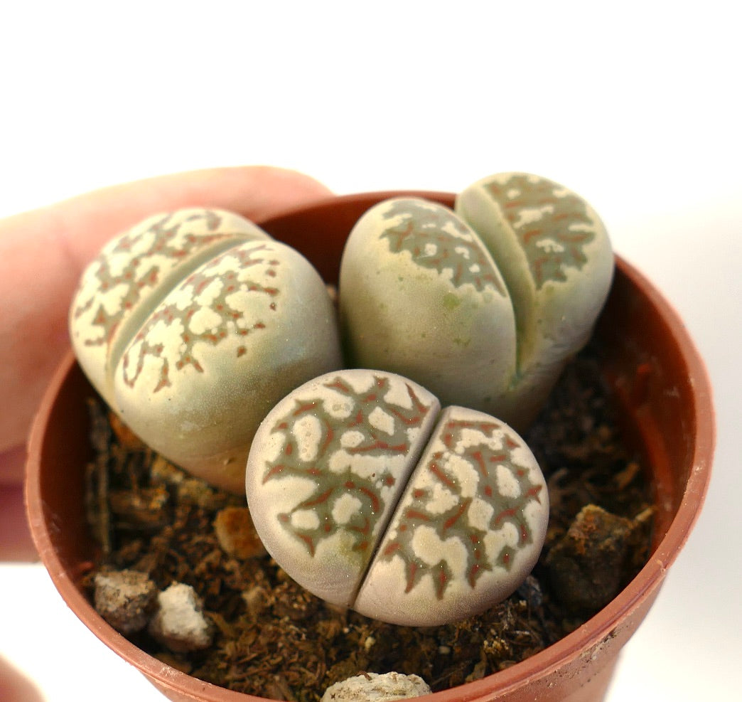 Plantes succulentes Lithops dorotheae aux feuilles arrondies et tachetées rappelant des pierres, en petit pot
