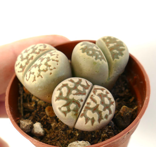 Lithops dorotheae succulent plants with patterned, rounded stone-like leaves in small pot