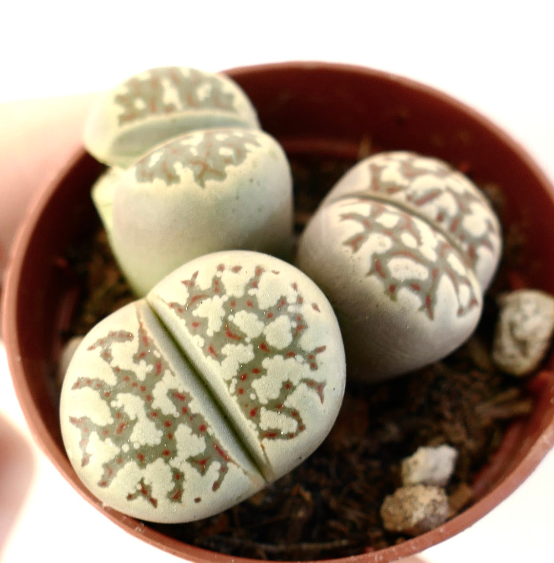 Plantes succulentes Lithops dorotheae aux corps arrondis et gris-verts à motifs dans un petit pot