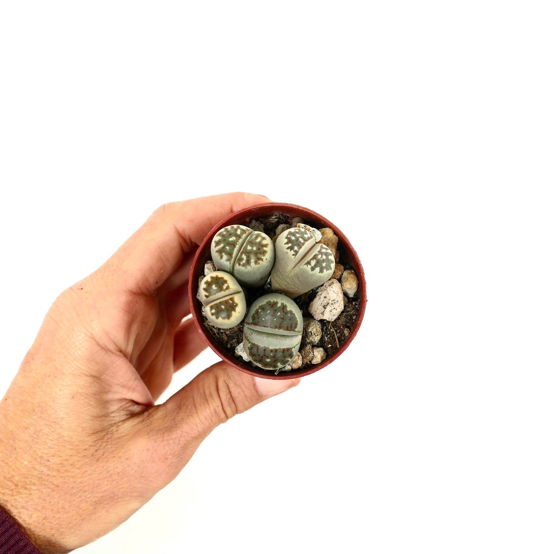 Lithops dorotheae succulent plants with rounded stone-like leaves and brown patterns