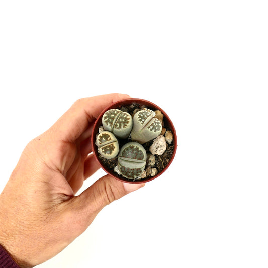 Lithops dorotheae succulent plants with rounded stone-like leaves and brown patterns