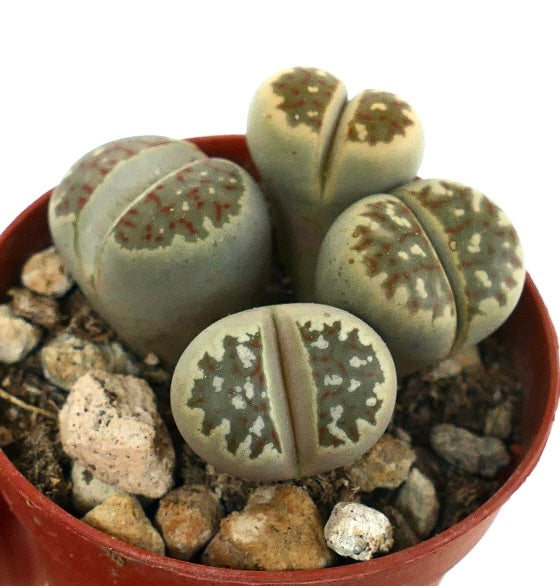 Lithops dorotheae succulent with rounded gray-green bodies and intricate brown patterns