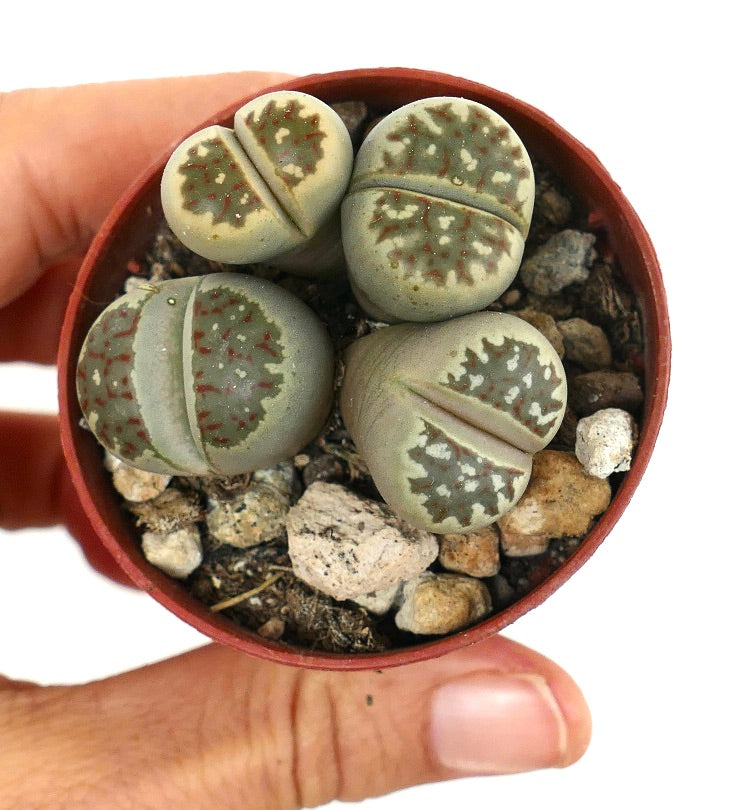 Lithops dorotheae succulent with green patterned leaves in small pot held by hand