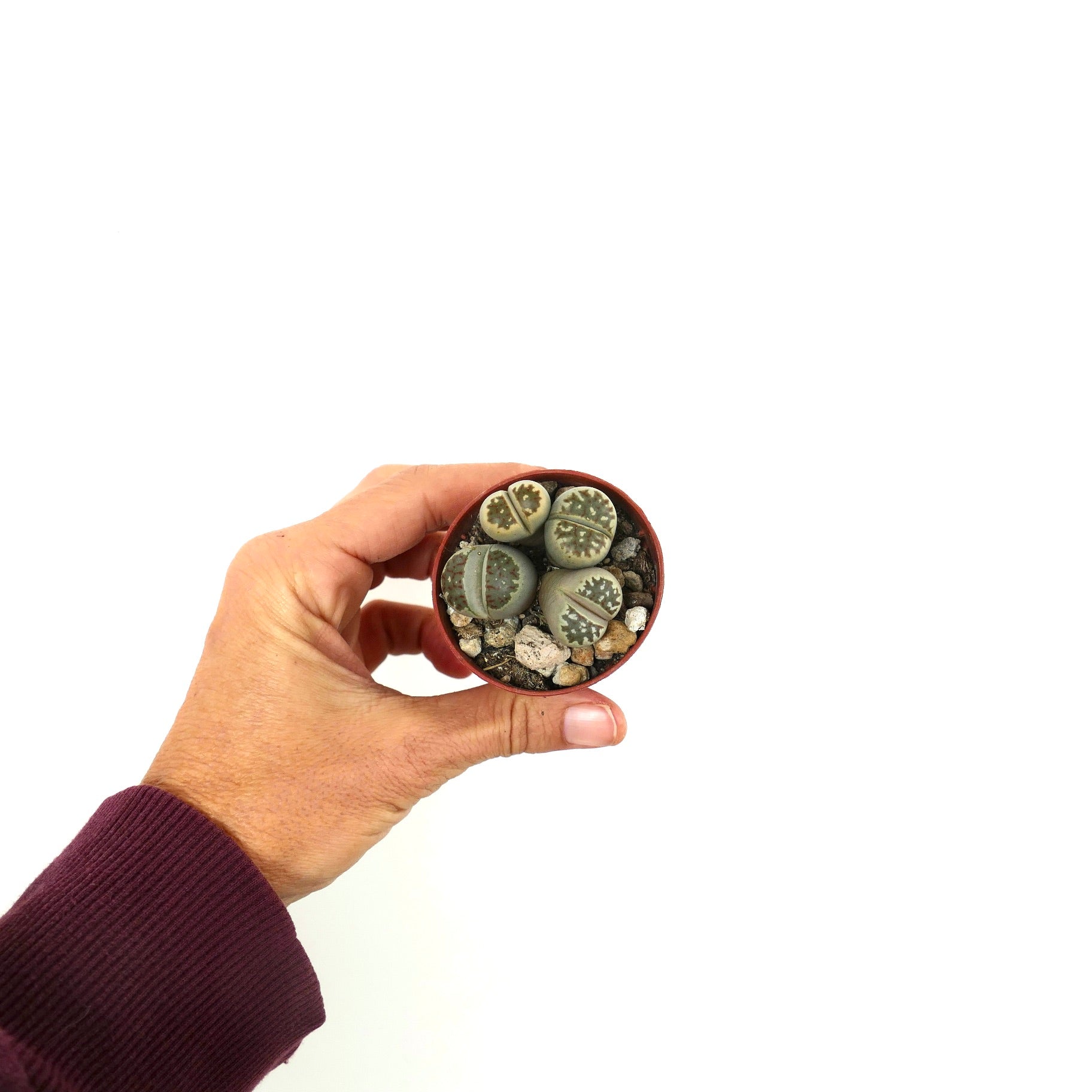 Lithops dorotheae succulent plants with rounded, pebble-like bodies and intricate green patterns