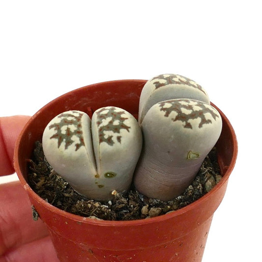Lithops dorotheae succulent with grayish paired leaves and intricate brown patterns in small pot